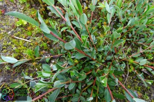 Salix repens (4)